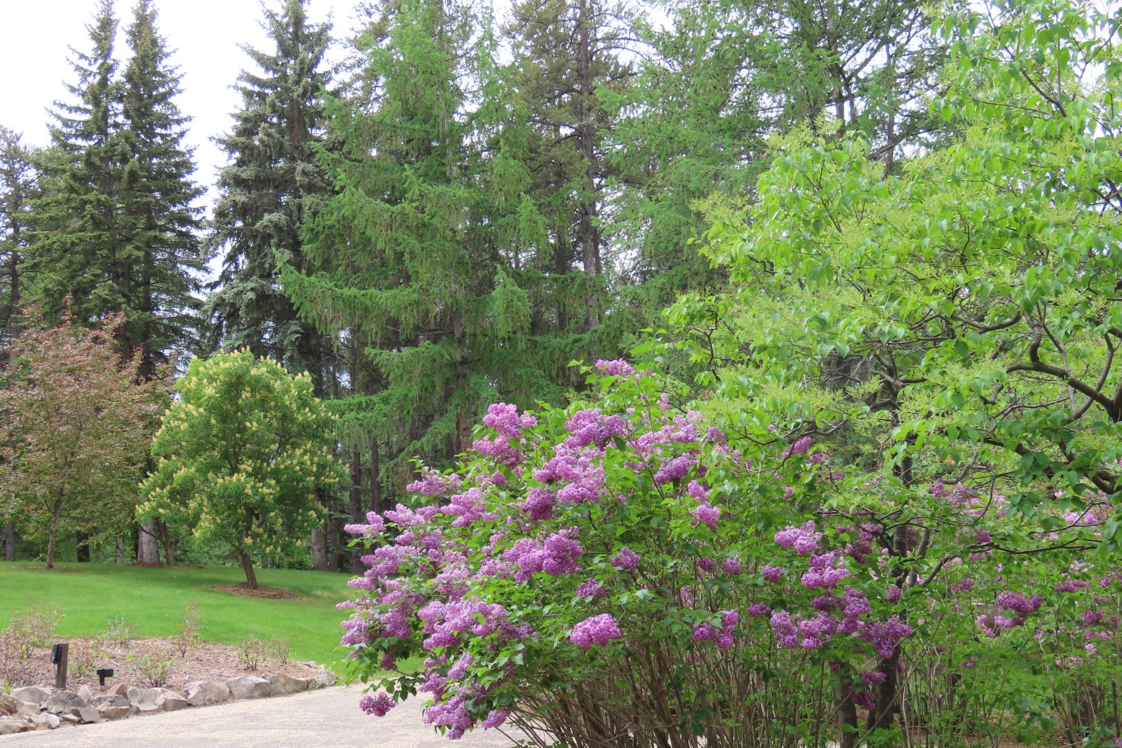 University of Alberta Botanical Gardens 31 of 62 (#8188)