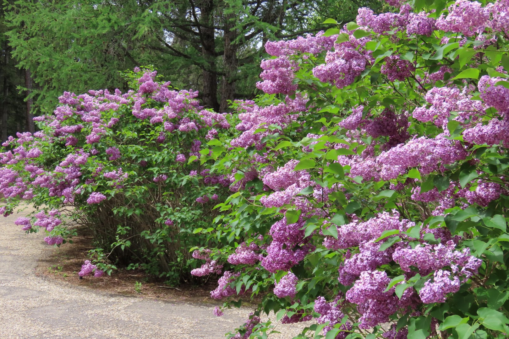 University of Alberta Botanical Gardens 33 of 62 (#8190)