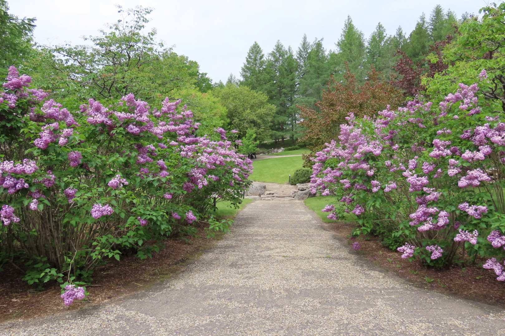 University of Alberta Botanical Gardens 34 of 62 (#8191)