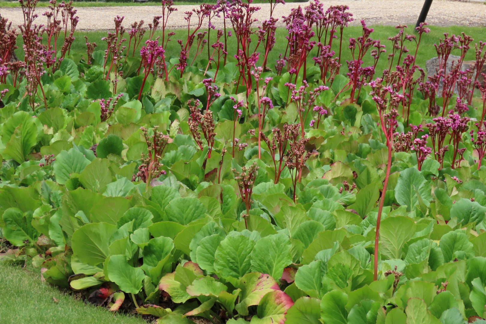 University of Alberta Botanical Gardens 36 of 62 (#8193)