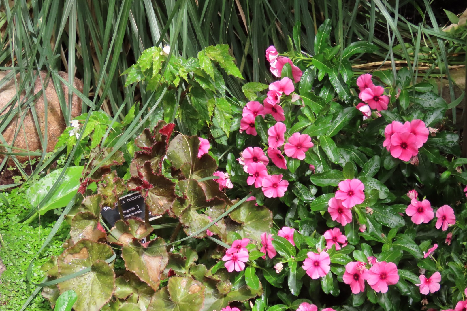 University of Alberta Botanical Gardens 45 of 62 (#8202)