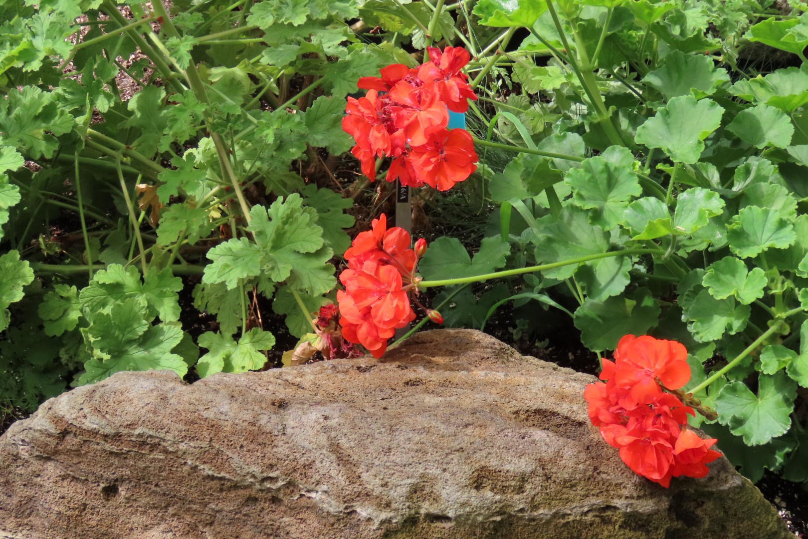 University of Alberta Botanical Gardens 46 of 62 (#8203)