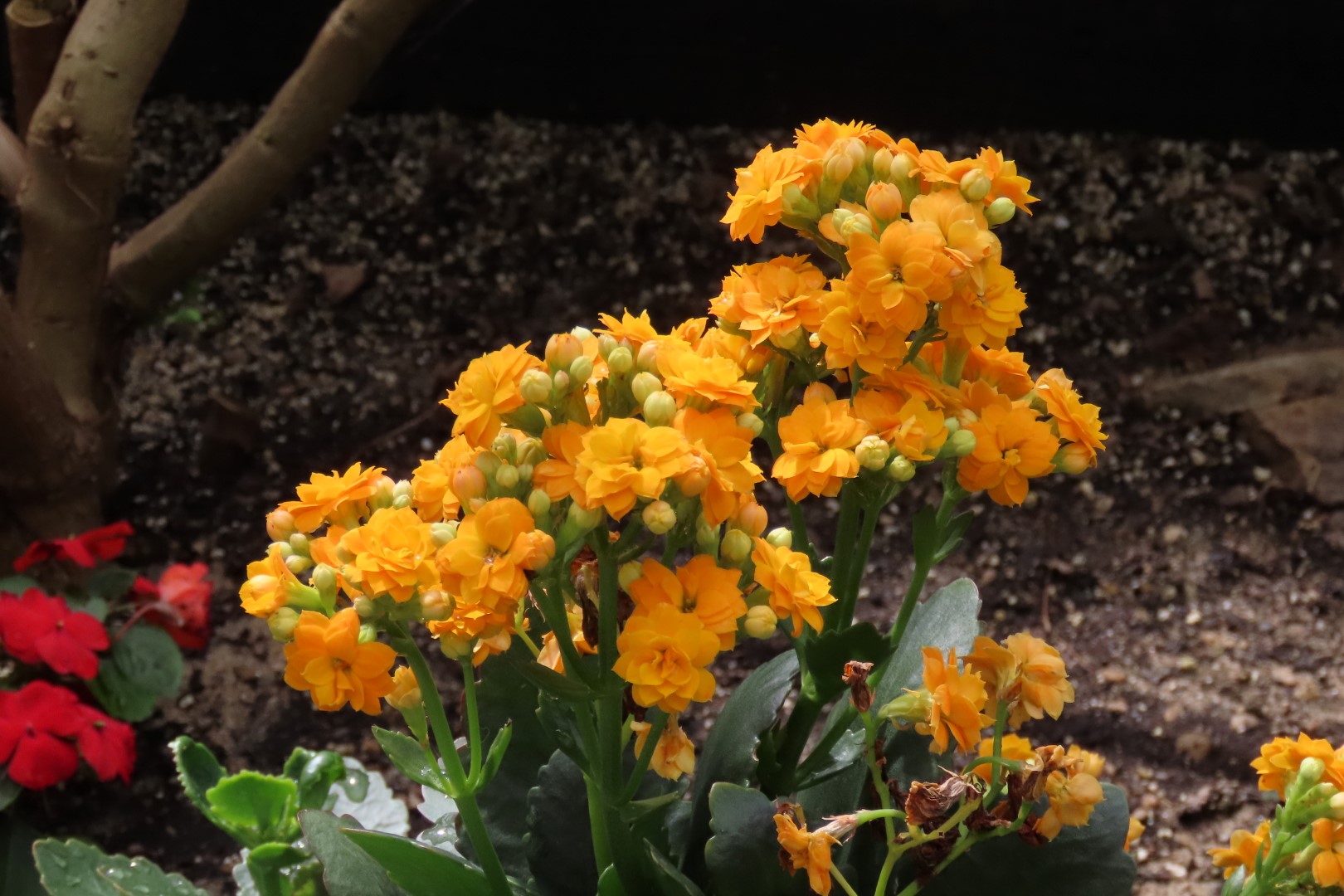 University of Alberta Botanical Gardens 47 of 62 (#8204)