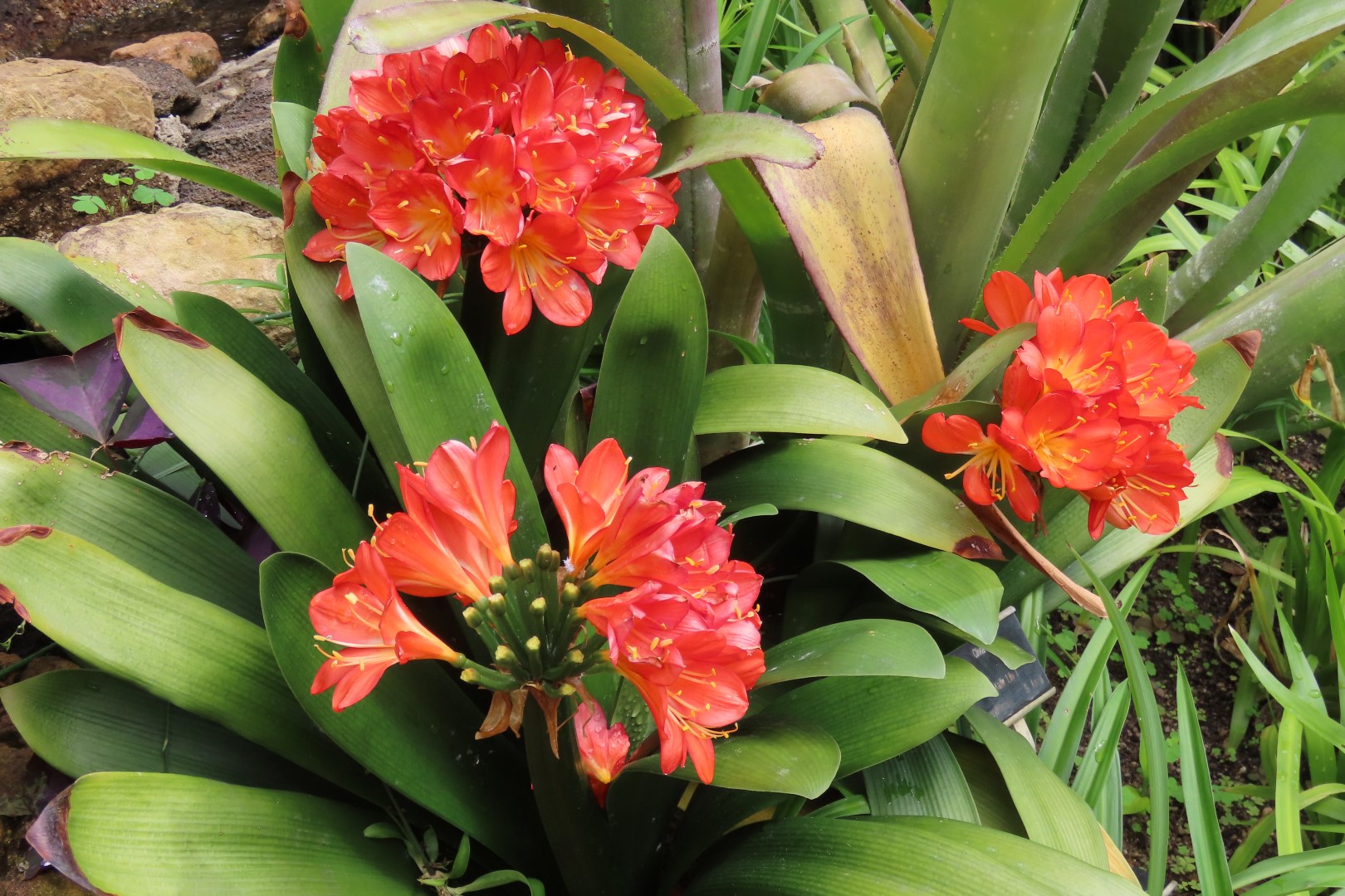 University of Alberta Botanical Gardens 53 of 62 (#8210)