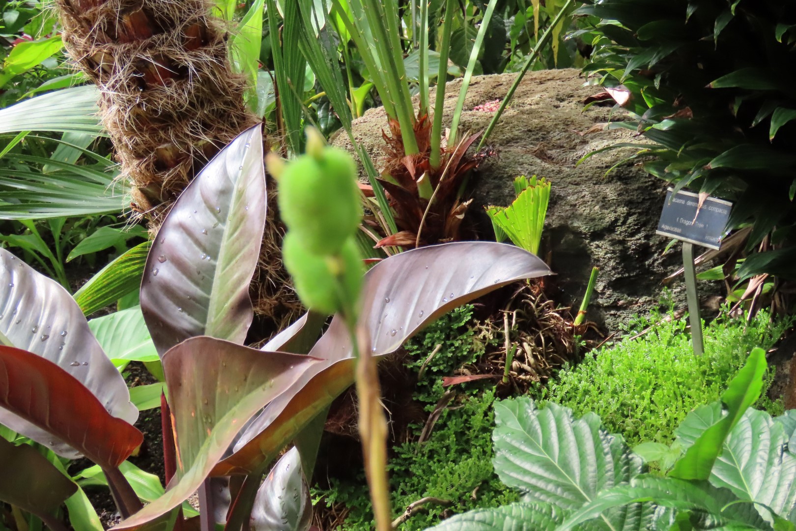 University of Alberta Botanical Gardens 55 of 62 (#8212)