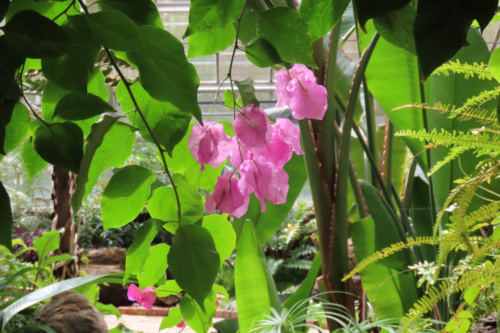 University of Alberta Botanical Gardens 60 of 62 (#8217)