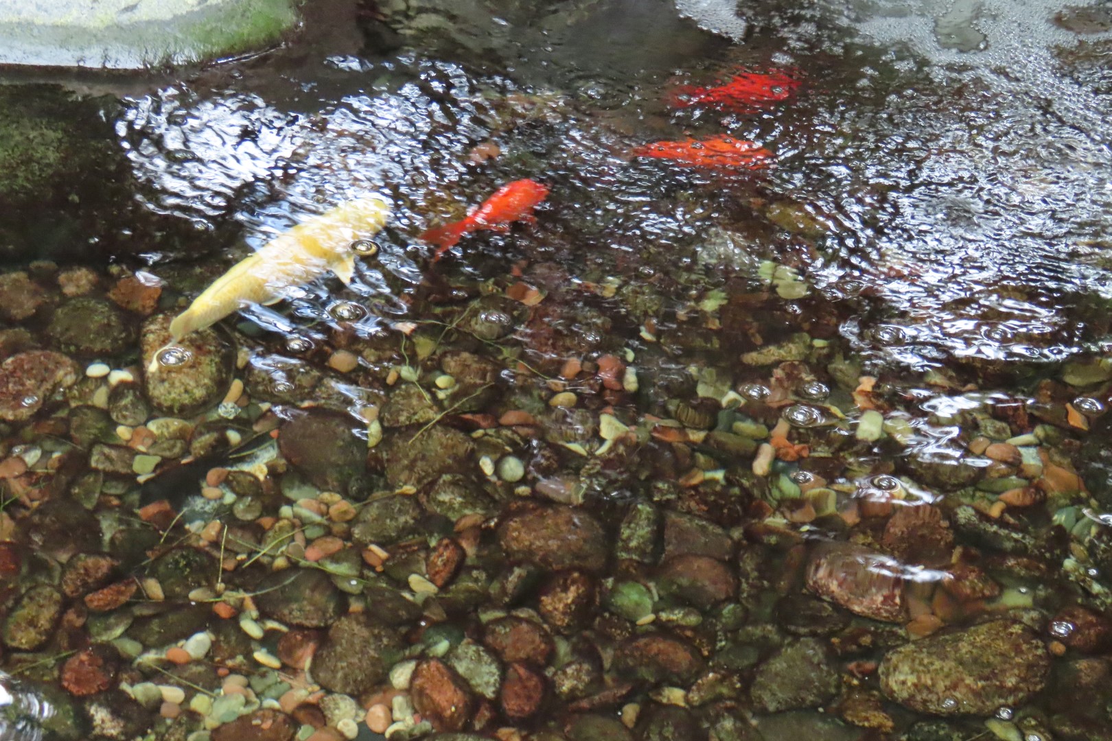 Muttart Conservatory in Edmonton, Alberta  4 of 56 (#8224)