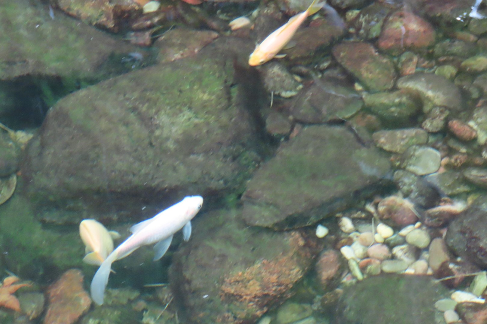Muttart Conservatory in Edmonton, Alberta  5 of 56 (#8225)