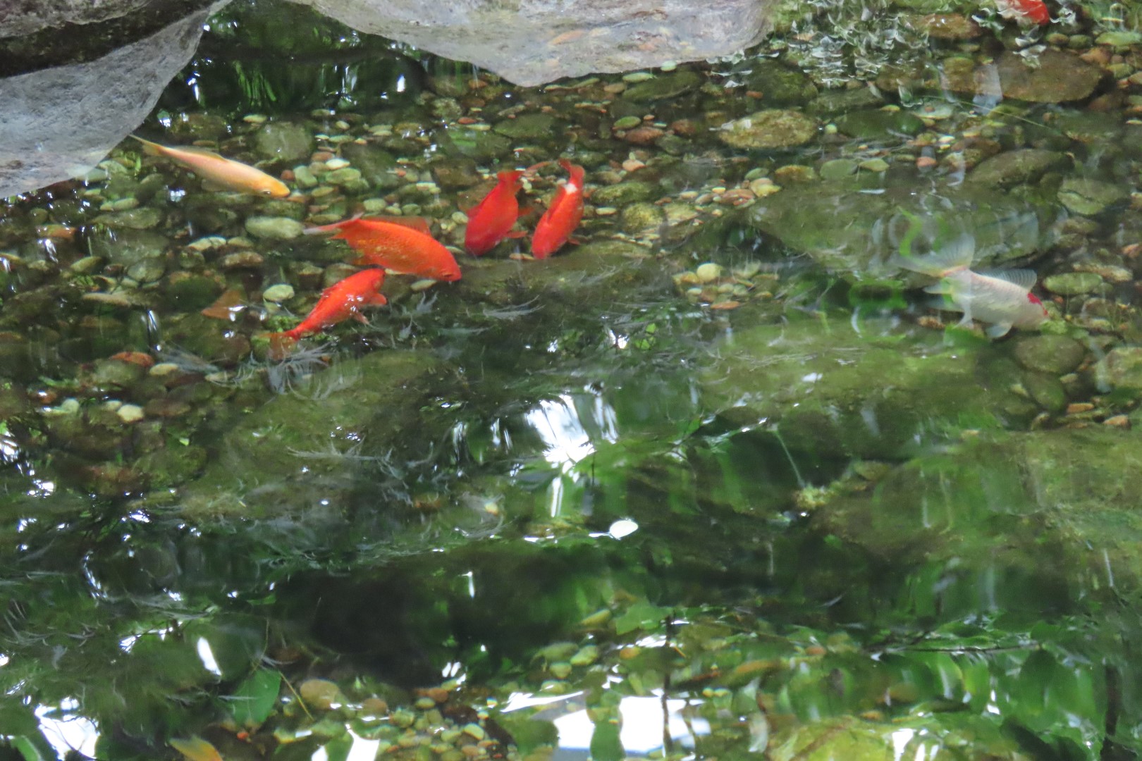 Muttart Conservatory in Edmonton, Alberta  6 of 56 (#8226)