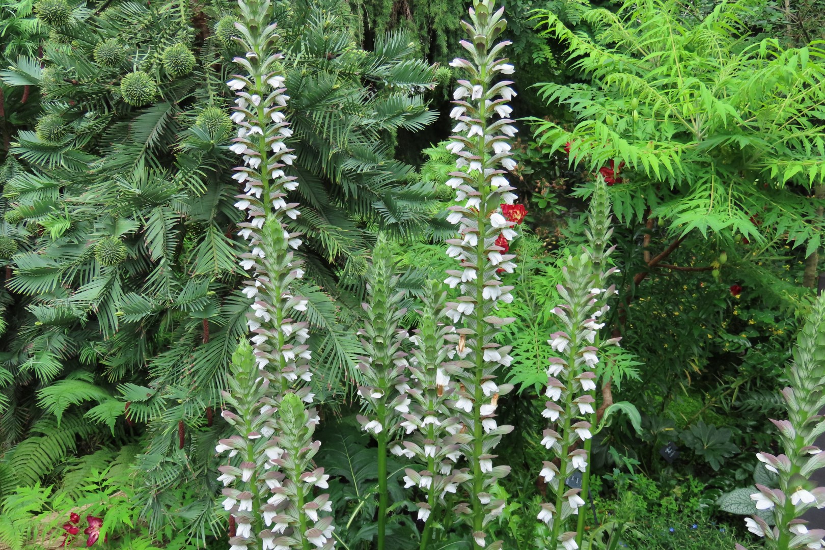 Muttart Conservatory in Edmonton, Alberta 13 of 56 (#8233)