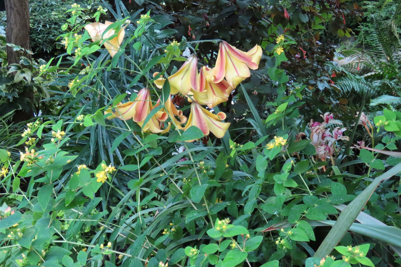 Muttart Conservatory in Edmonton, Alberta 15 of 56 (#8235)