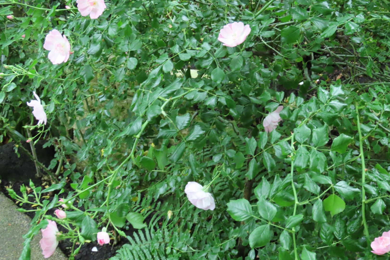 Muttart Conservatory in Edmonton, Alberta 17 of 56 (#8237)