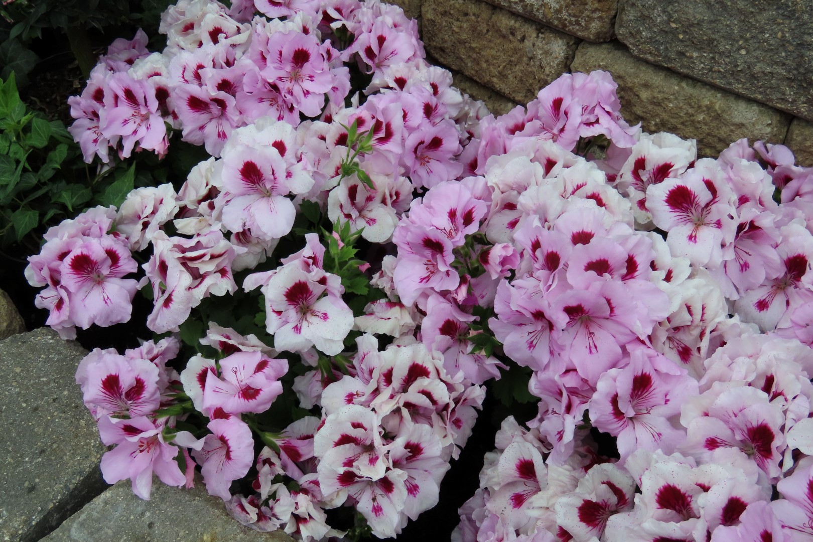 Muttart Conservatory in Edmonton, Alberta 24 of 56 (#8244)