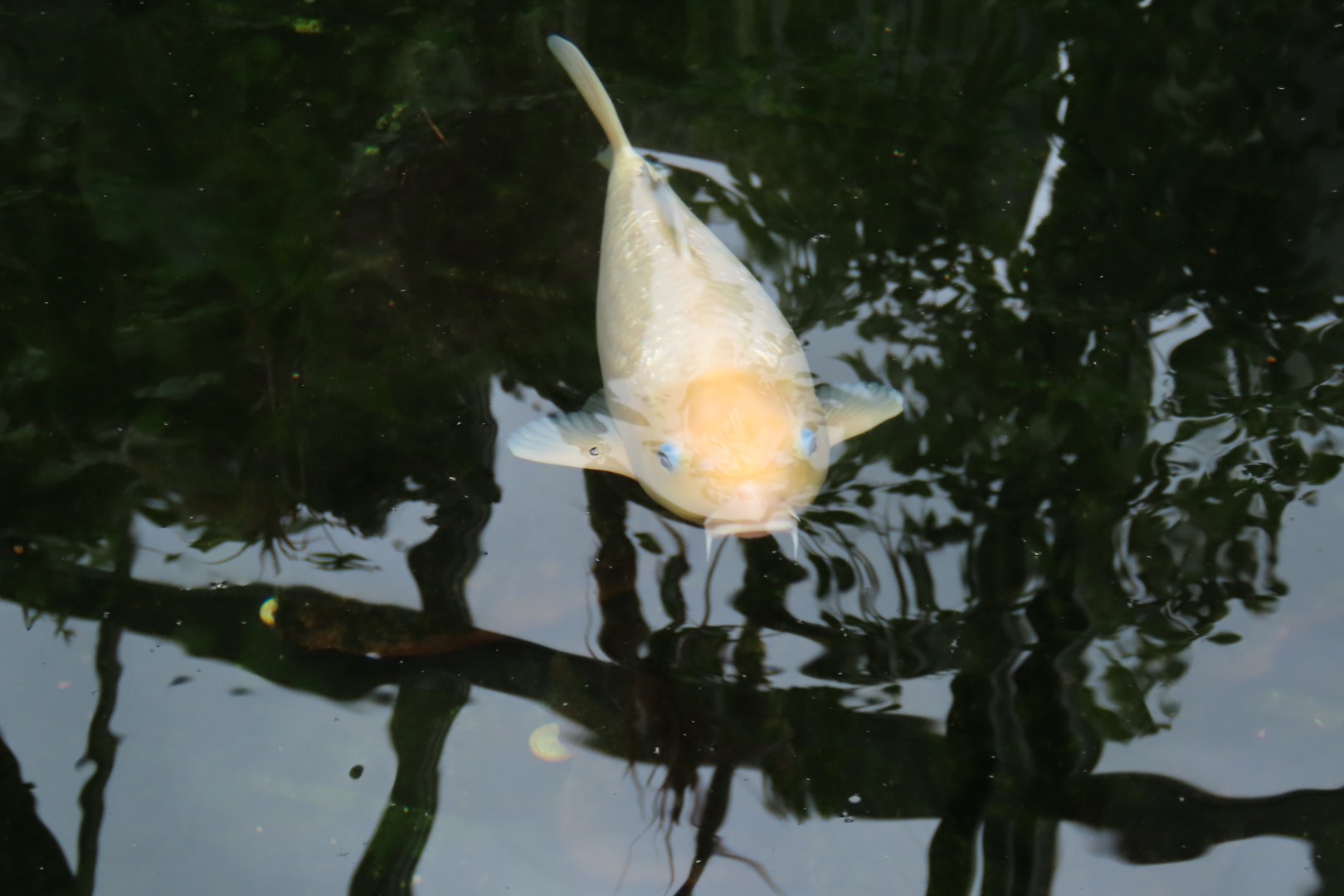 Muttart Conservatory in Edmonton, Alberta 26 of 56 (#8246)