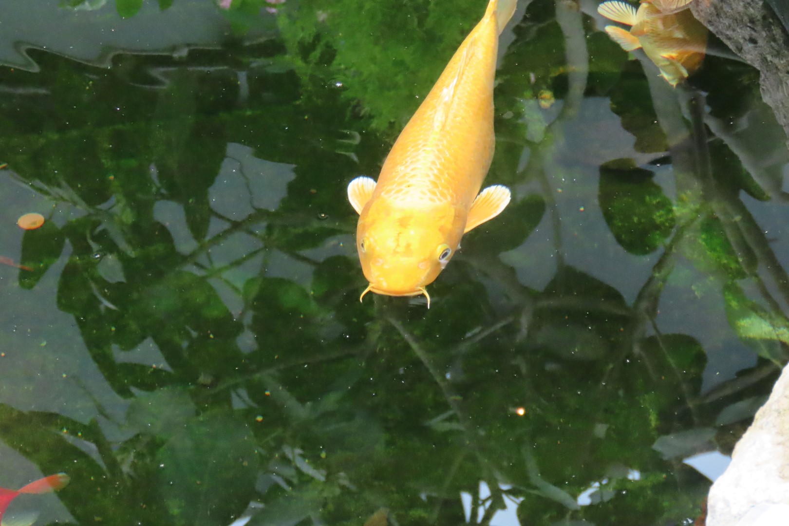 Muttart Conservatory in Edmonton, Alberta 27 of 56 (#8247)