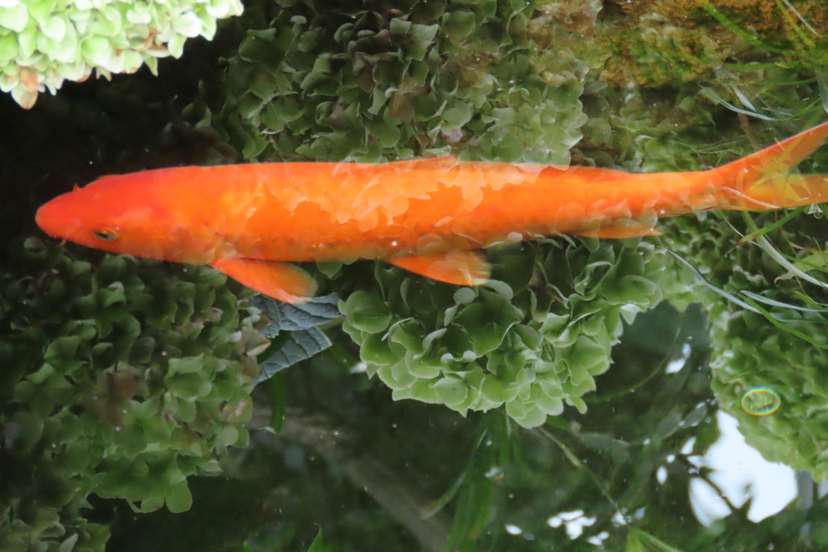 Muttart Conservatory in Edmonton, Alberta 28 of 56 (#8248)