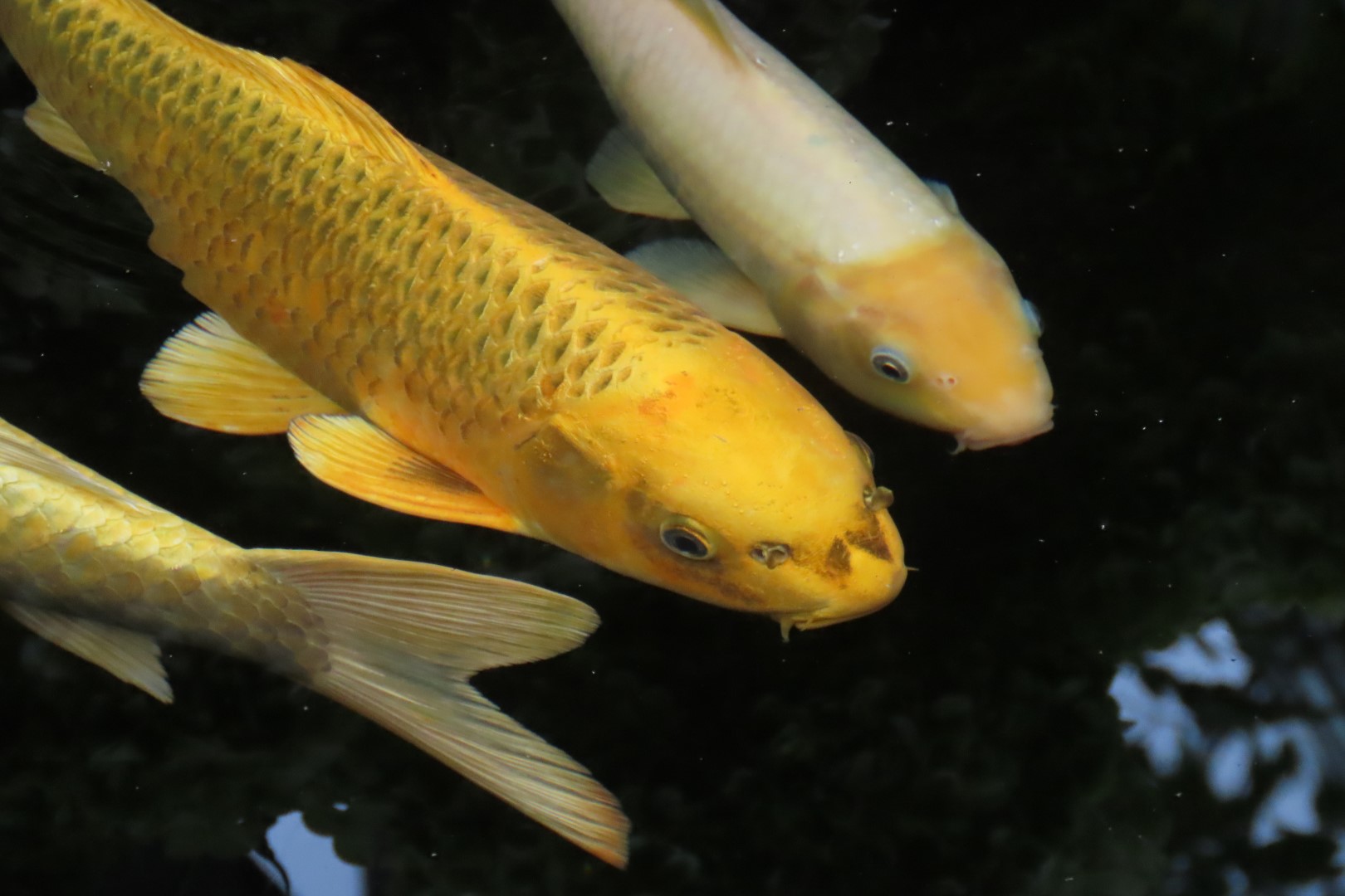 Muttart Conservatory in Edmonton, Alberta 29 of 56 (#8249)