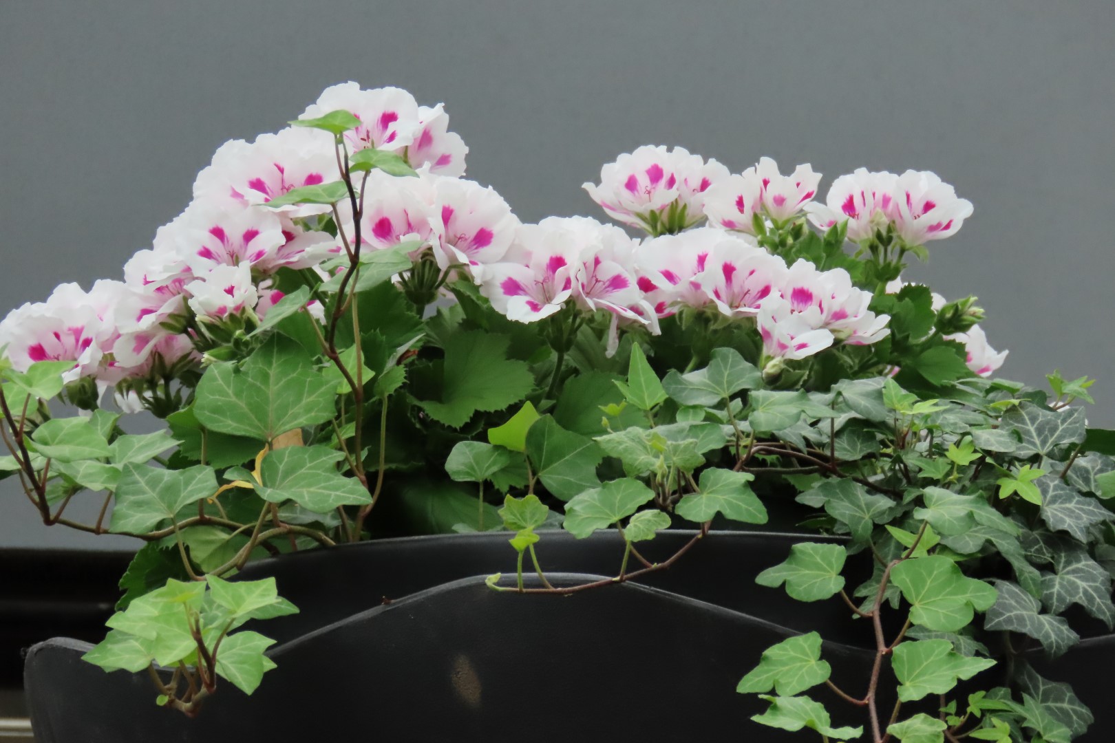 Muttart Conservatory in Edmonton, Alberta 32 of 56 (#8252)