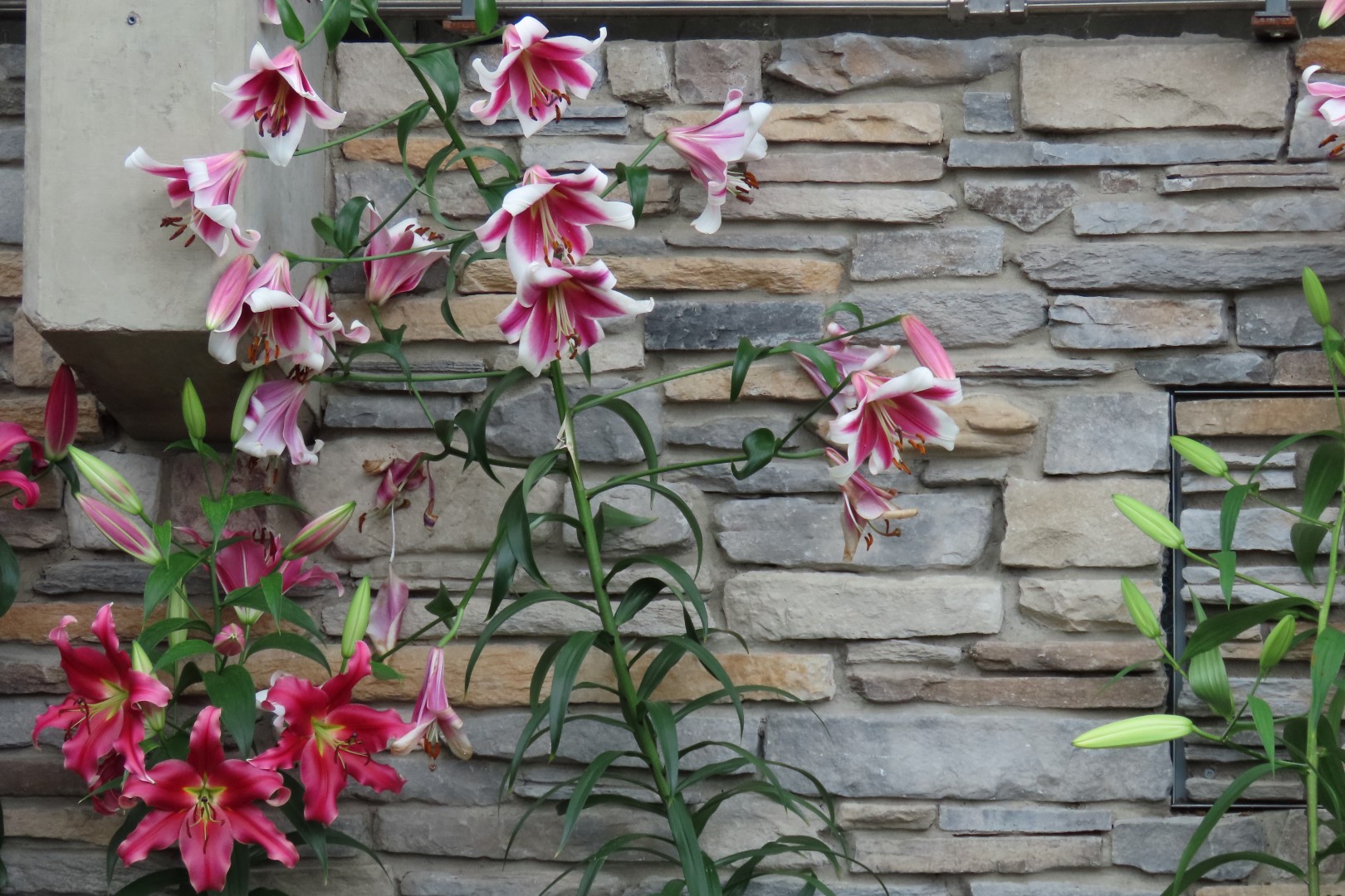 Muttart Conservatory in Edmonton, Alberta 37 of 56 (#8257)