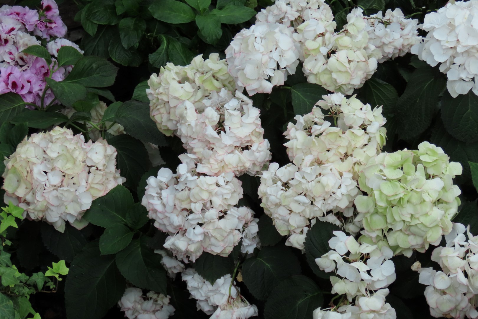 Muttart Conservatory in Edmonton, Alberta 38 of 56 (#8258)