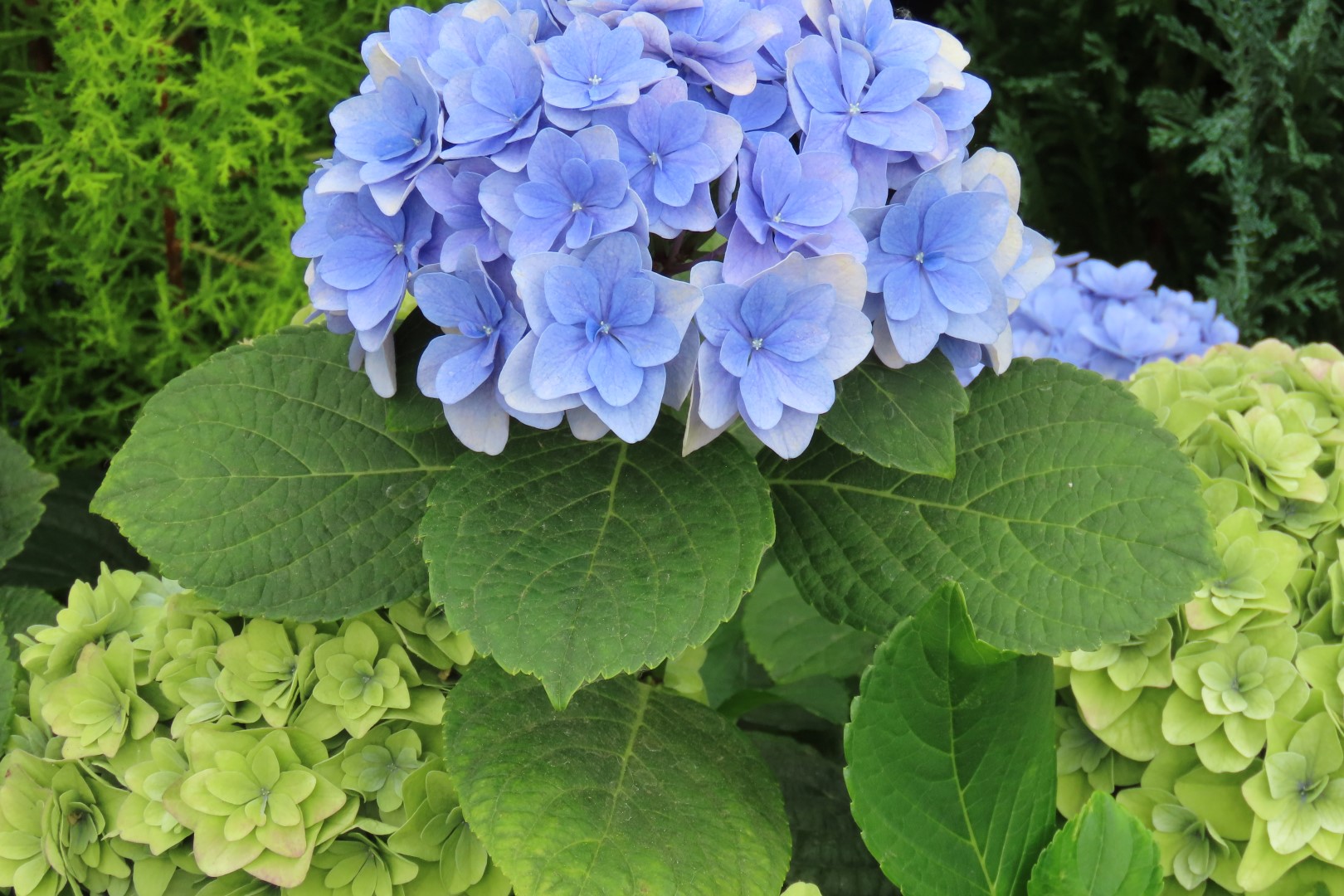 Muttart Conservatory in Edmonton, Alberta 39 of 56 (#8259)