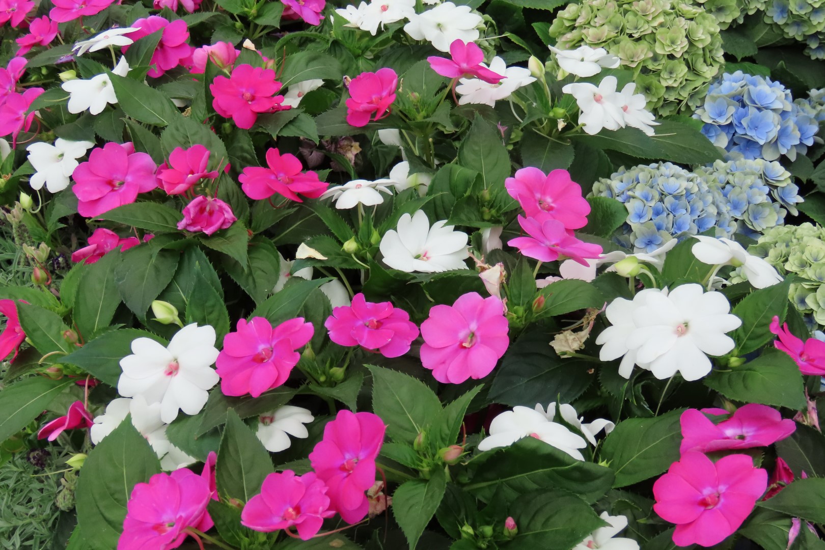 Muttart Conservatory in Edmonton, Alberta 40 of 56 (#8260)