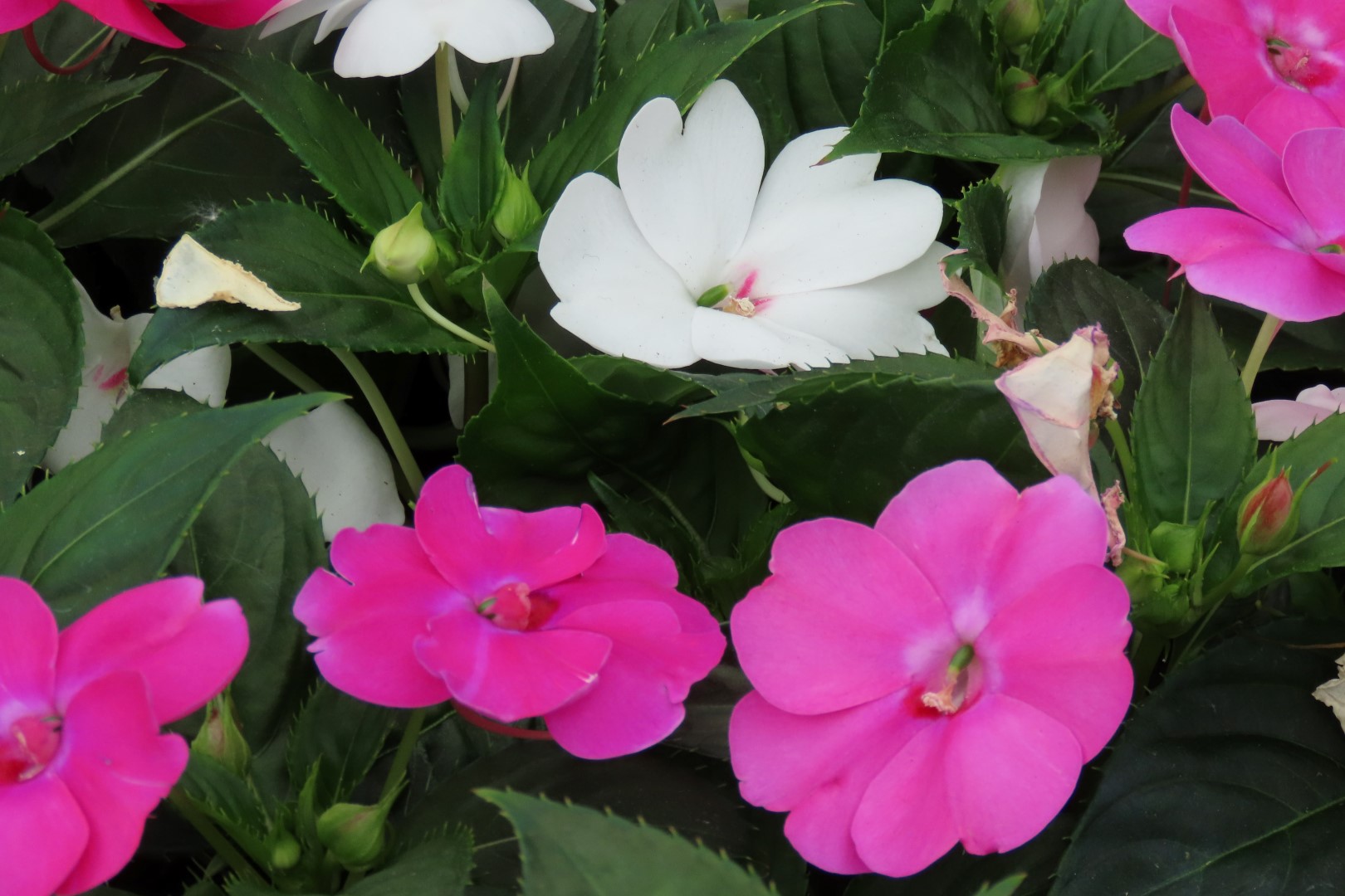 Muttart Conservatory in Edmonton, Alberta 41 of 56 (#8261)