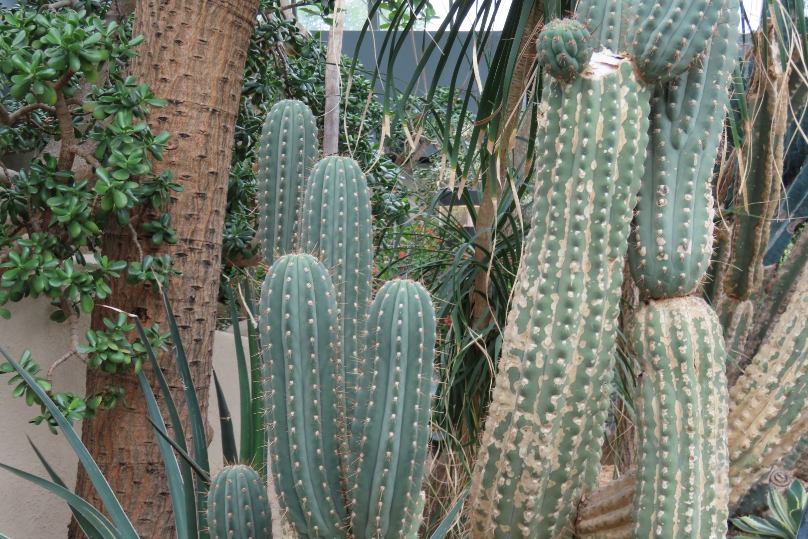 Muttart Conservatory in Edmonton, Alberta 44 of 56 (#8264)