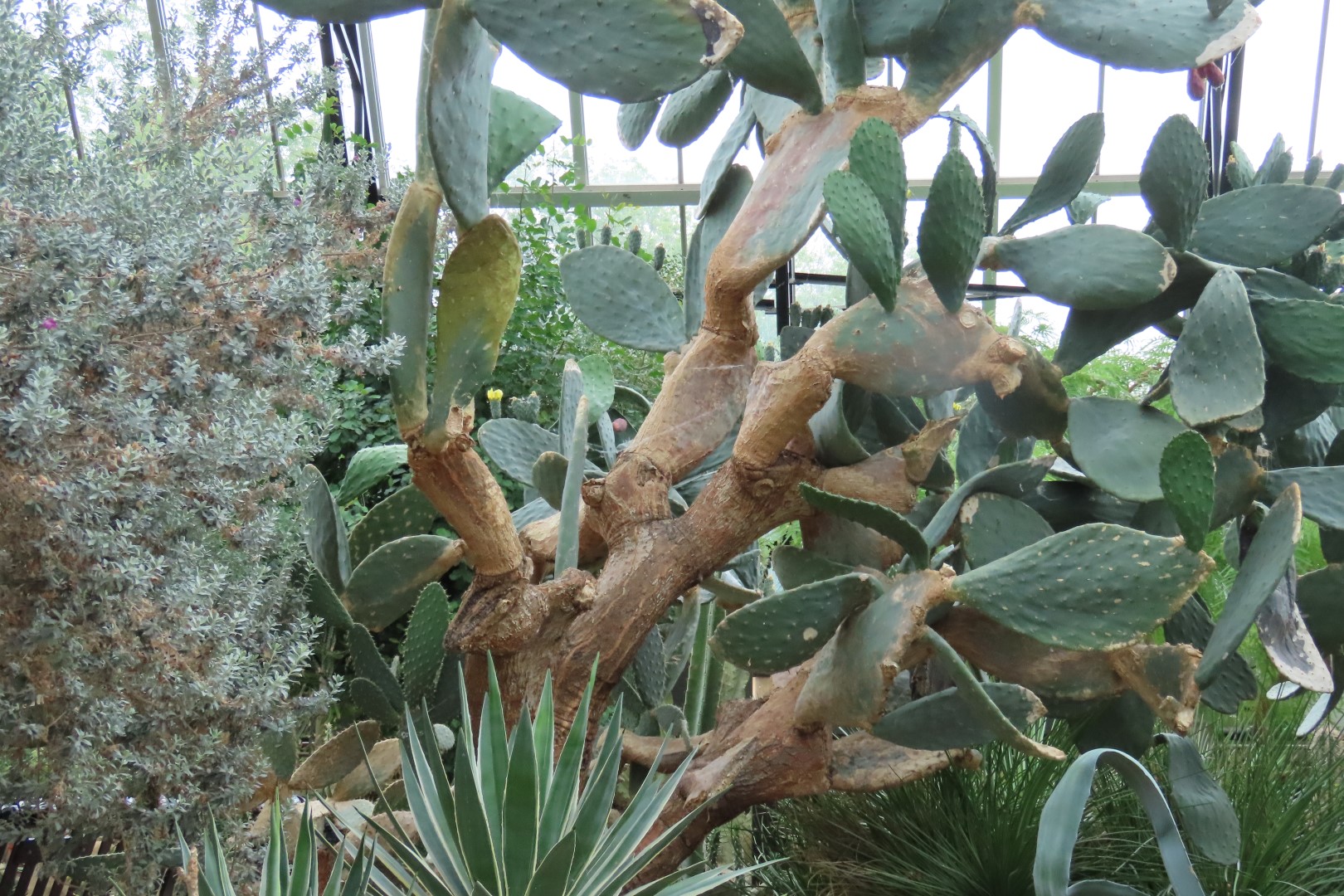 Muttart Conservatory in Edmonton, Alberta 45 of 56 (#8265)