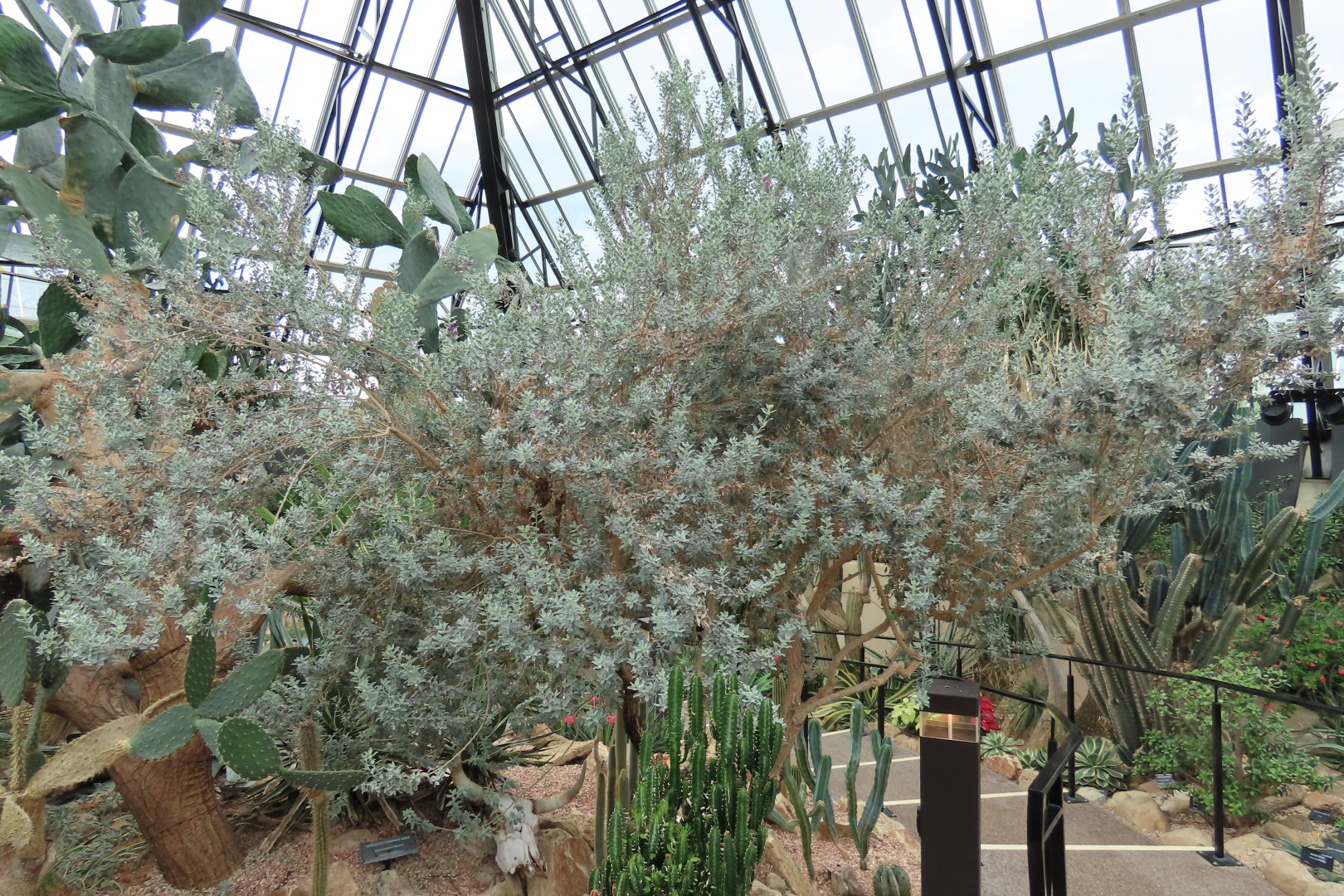 Muttart Conservatory in Edmonton, Alberta 46 of 56 (#8266)