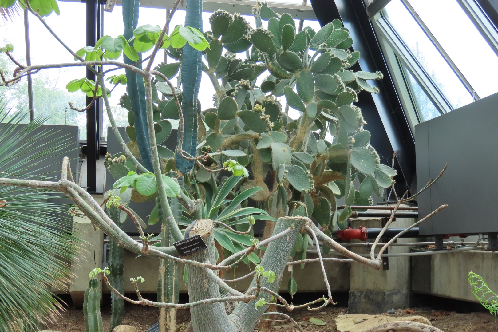 Muttart Conservatory in Edmonton, Alberta 48 of 56 (#8268)