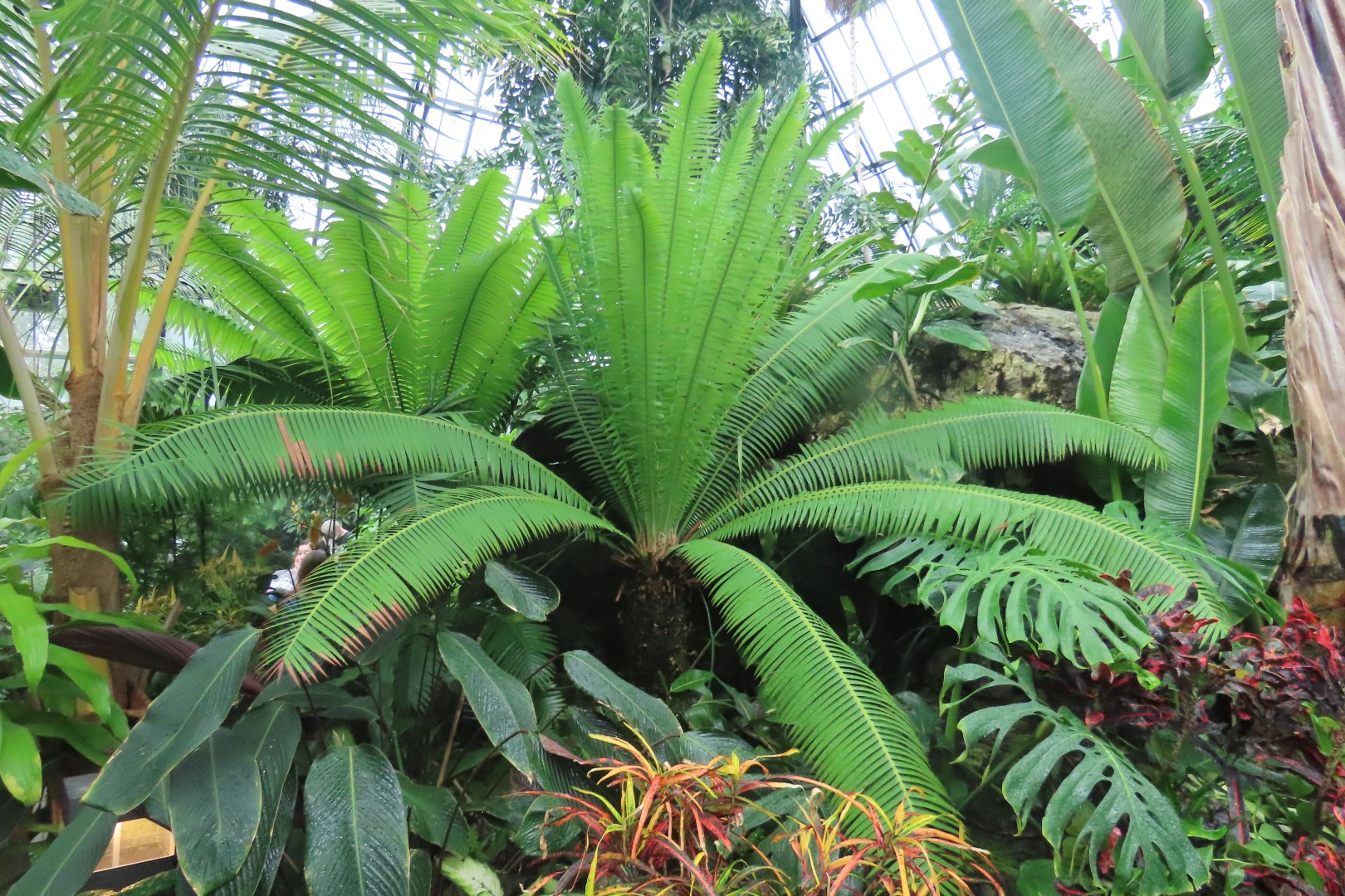 Muttart Conservatory in Edmonton, Alberta 49 of 56 (#8269)