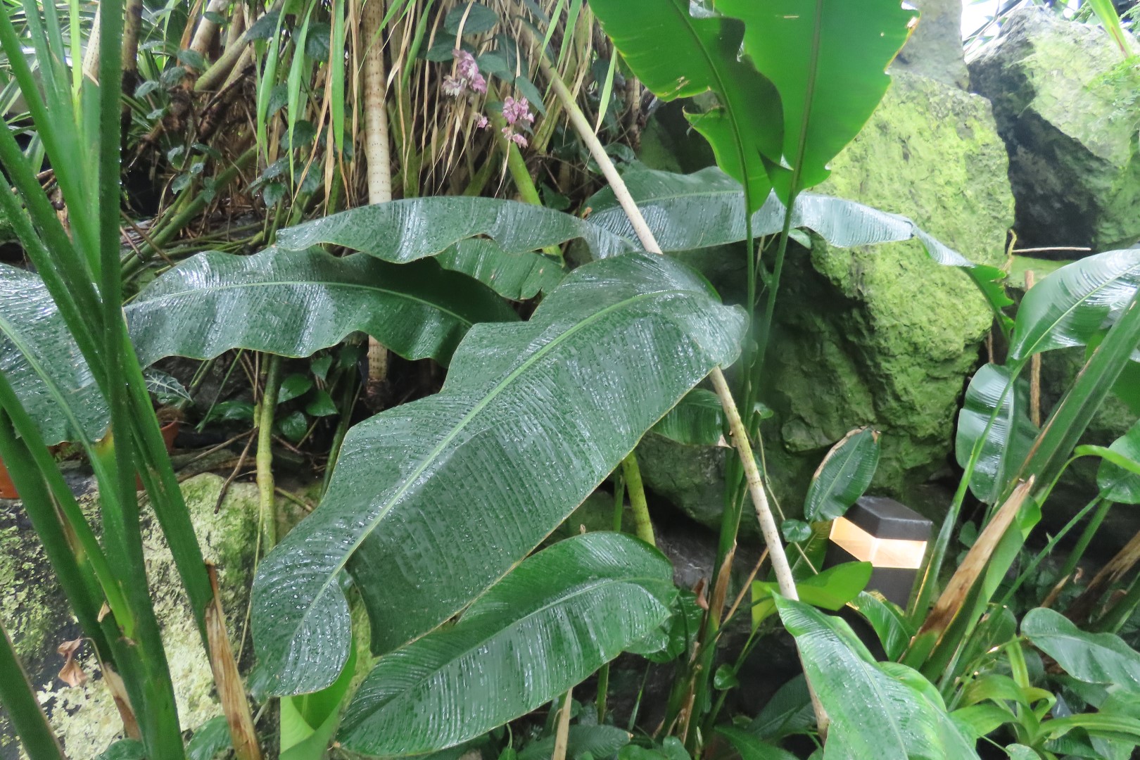 Muttart Conservatory in Edmonton, Alberta 51 of 56 (#8271)