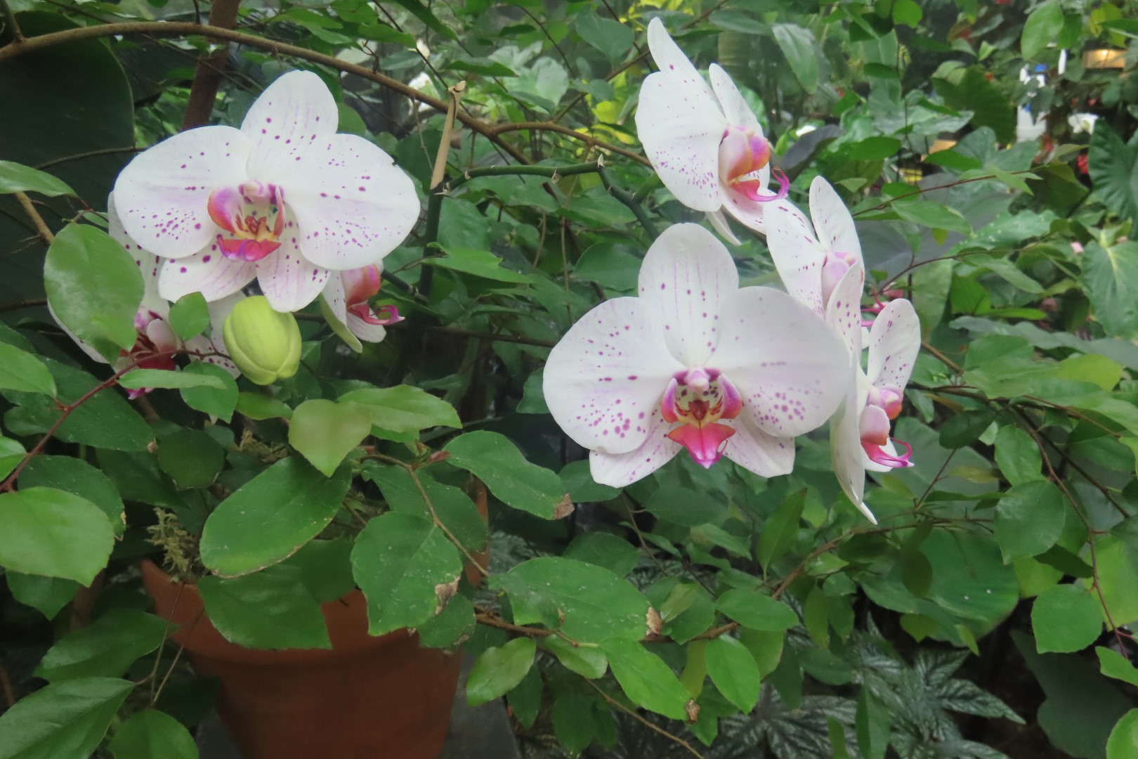 Muttart Conservatory in Edmonton, Alberta 53 of 56 (#8273)