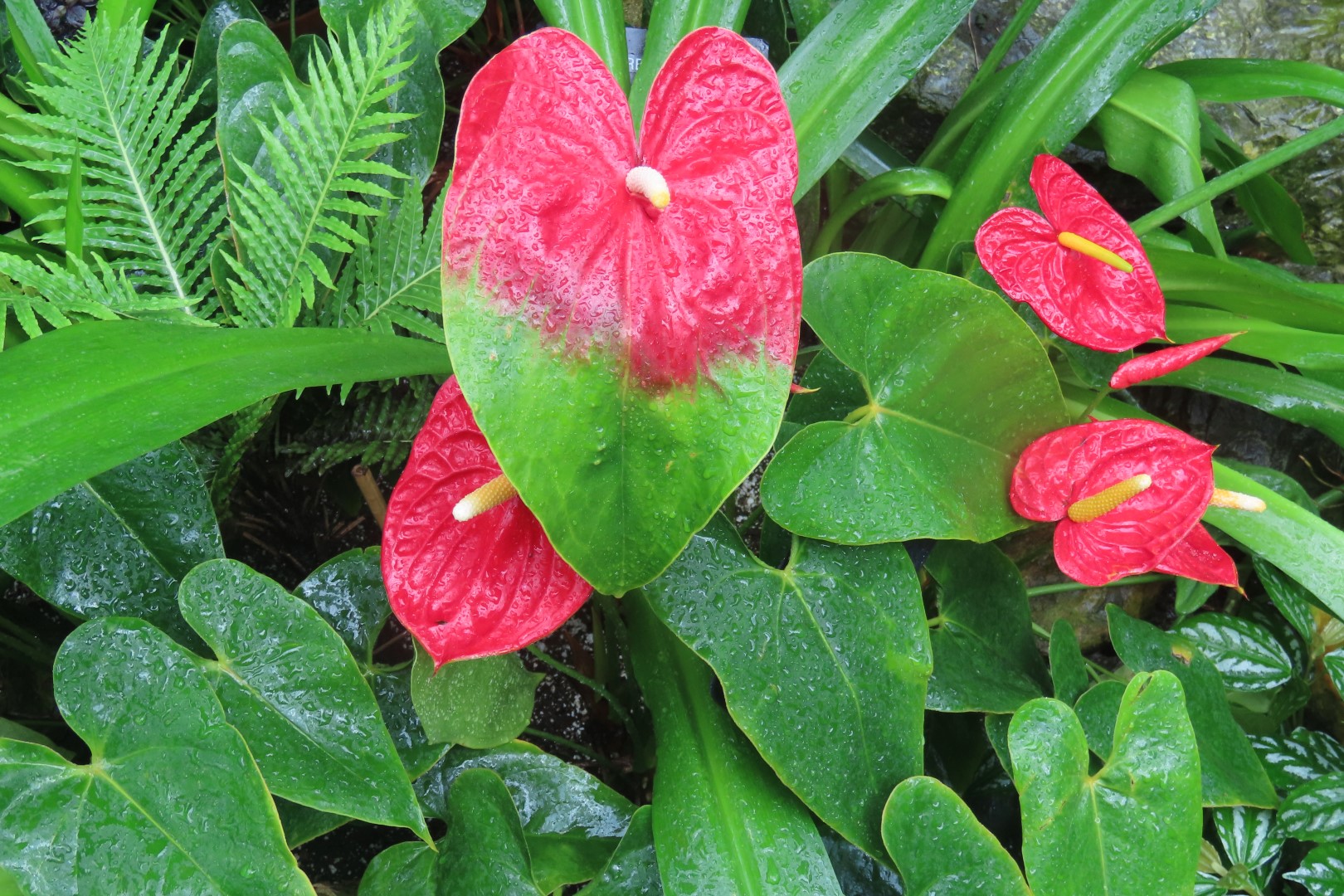 Muttart Conservatory in Edmonton, Alberta 55 of 56 (#8275)