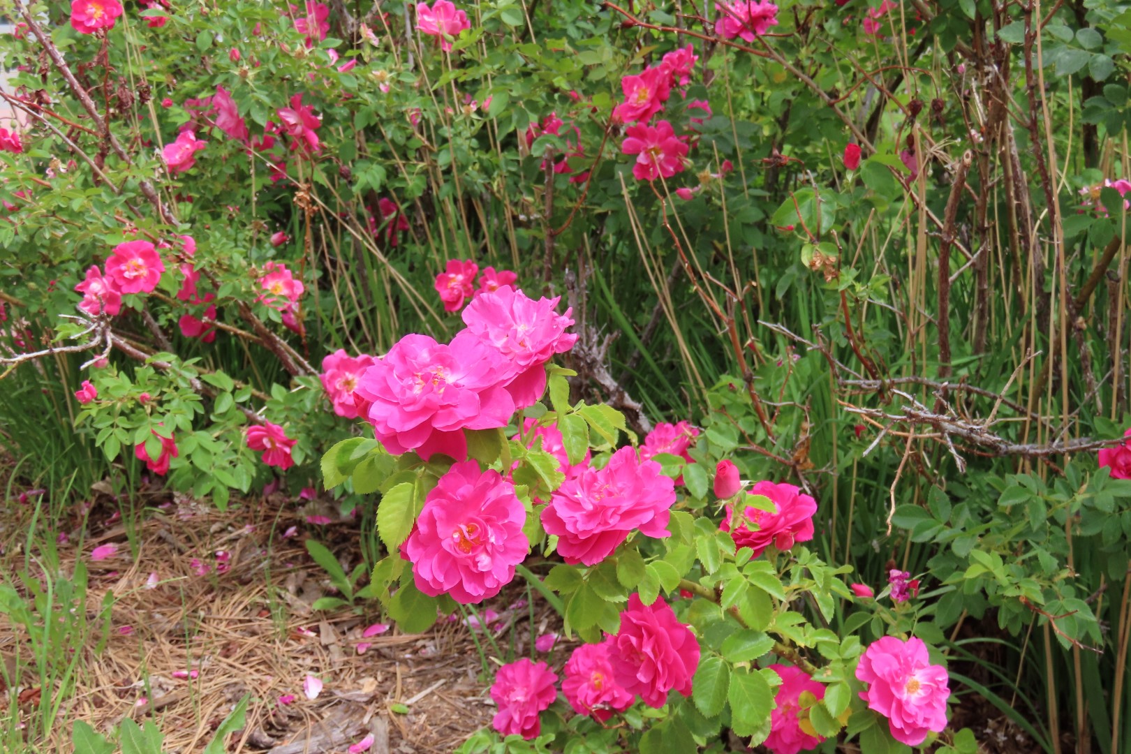 Botanical Gardens in Cheyenne Wyoming 33 of 37 (#8408)