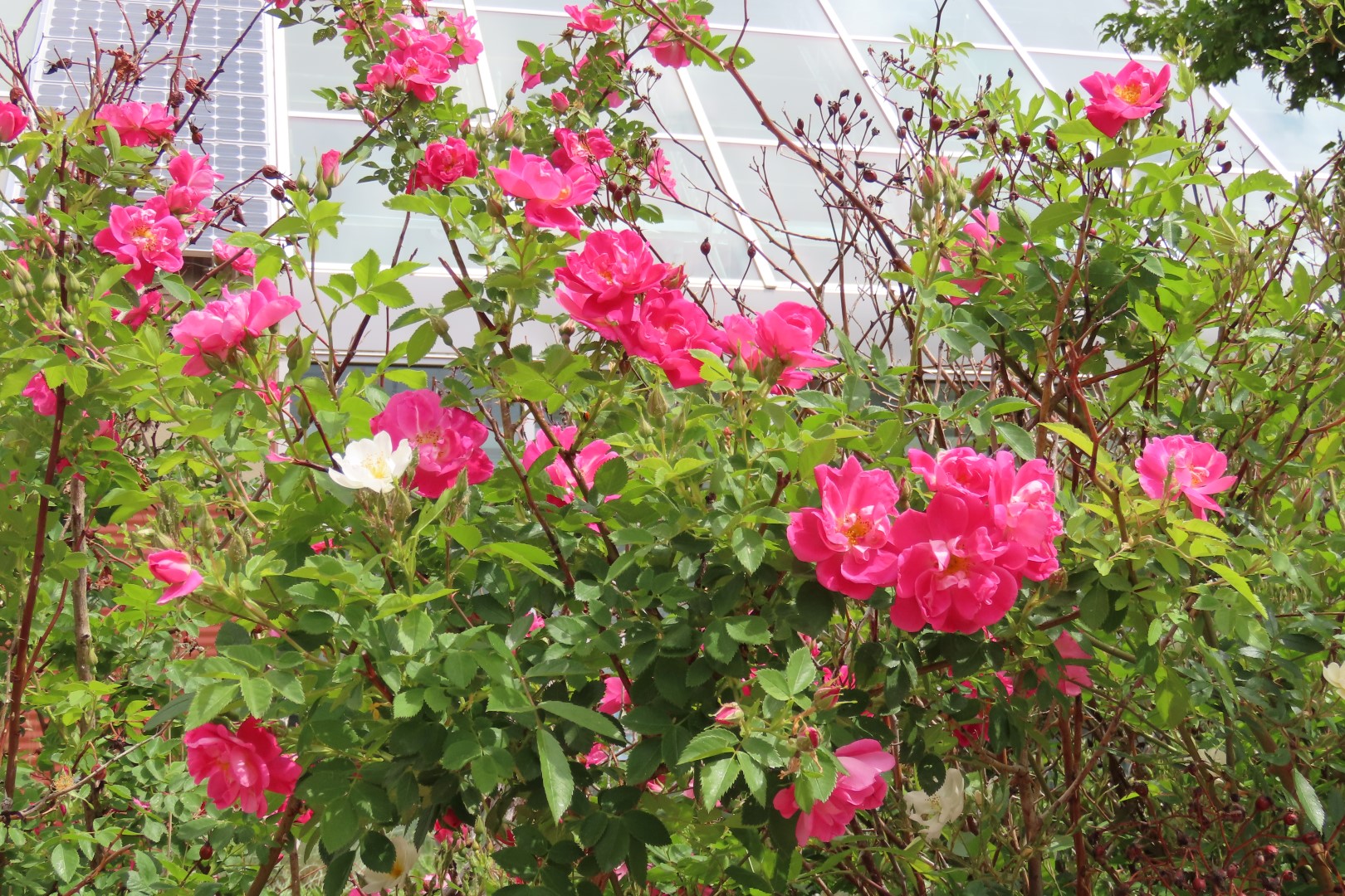 Botanical Gardens in Cheyenne Wyoming 34 of 37 (#8409)