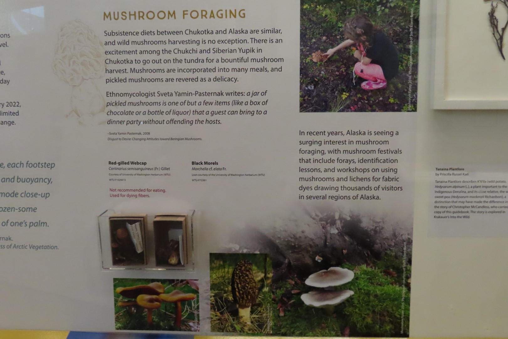 Museum of the North on Campus of University of Alaska Fairbanks, Alaska  8 of 100 (#8442)