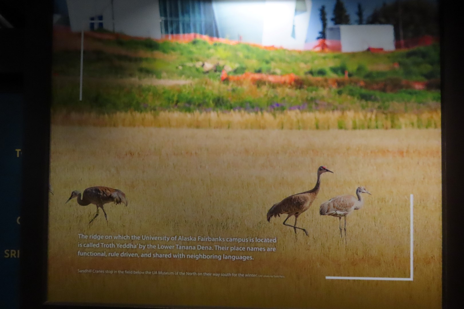 Museum of the North on Campus of University of Alaska Fairbanks, Alaska 25 of 100 (#8459)