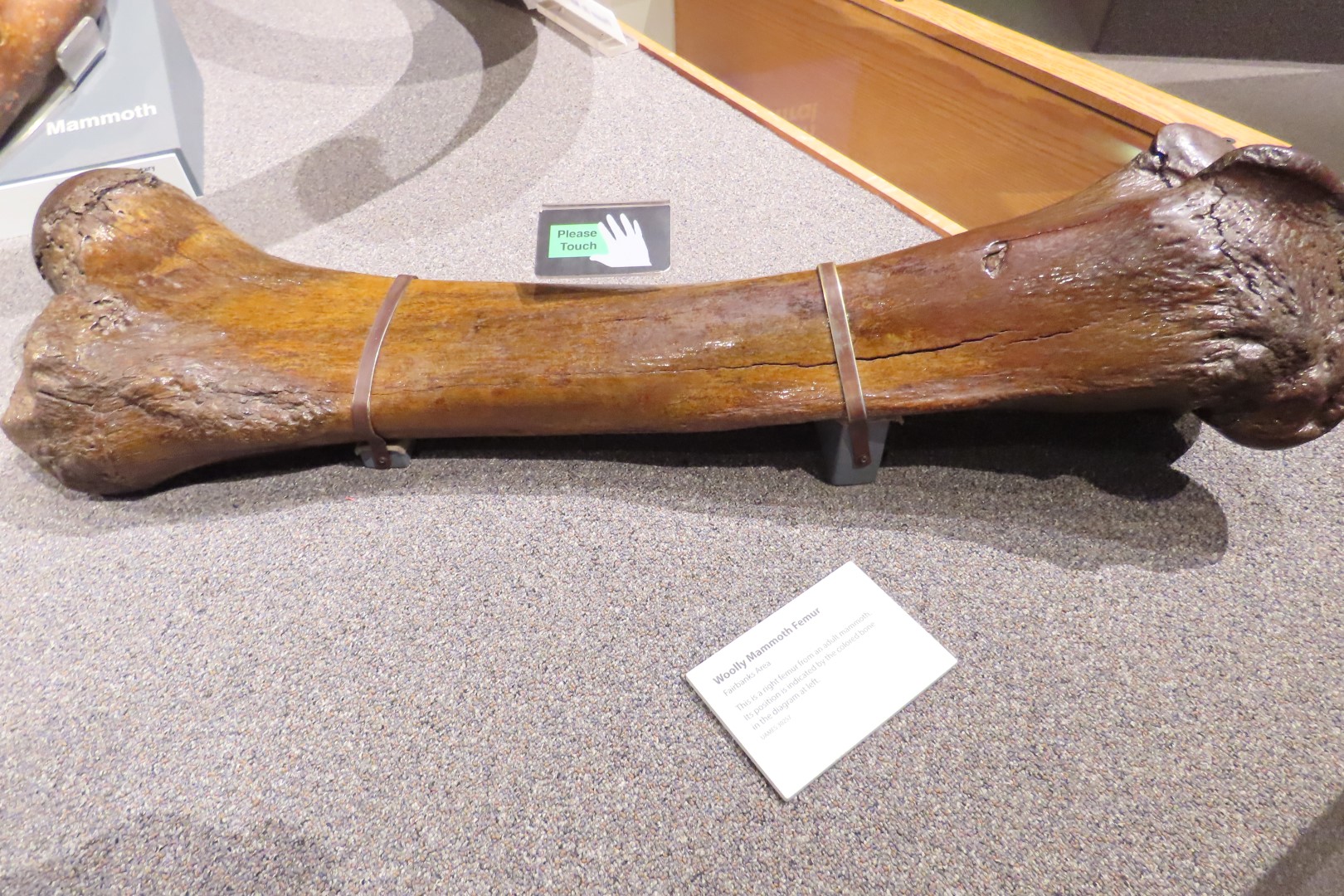 Museum of the North on Campus of University of Alaska Fairbanks, Alaska 31 of 100 (#8465)