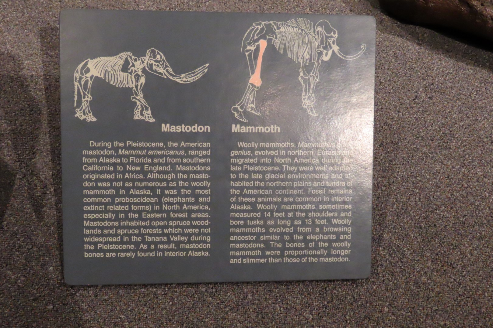 Museum of the North on Campus of University of Alaska Fairbanks, Alaska 32 of 100 (#8467)