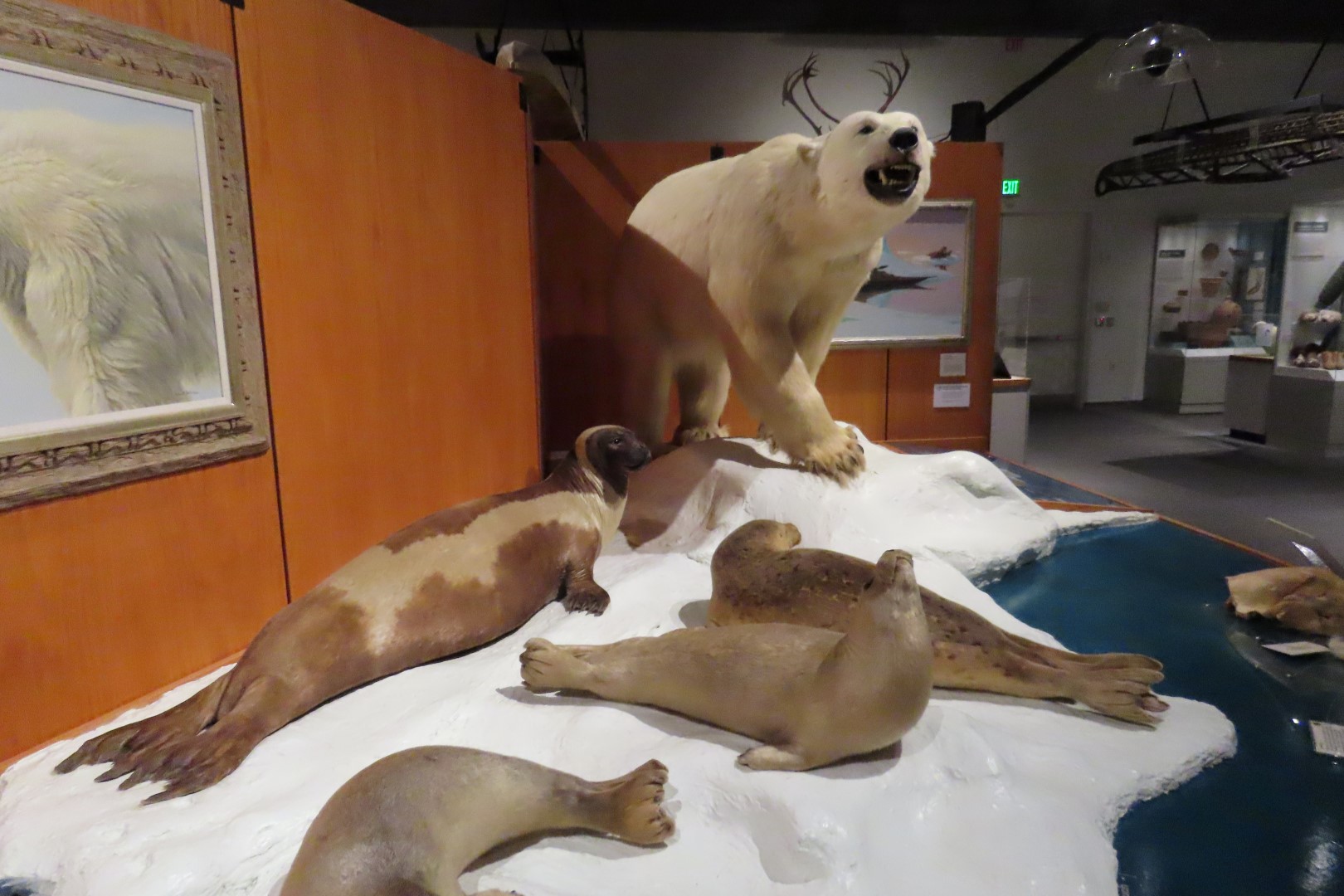 Museum of the North on Campus of University of Alaska Fairbanks, Alaska 33 of 100 (#8468)