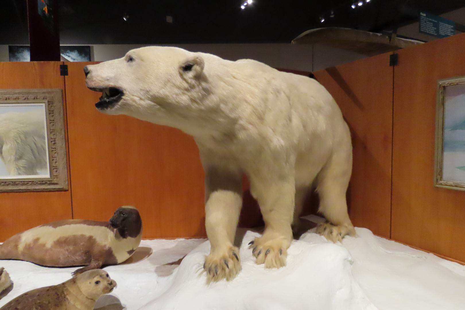 Museum of the North on Campus of University of Alaska Fairbanks, Alaska 34 of 100 (#8469)