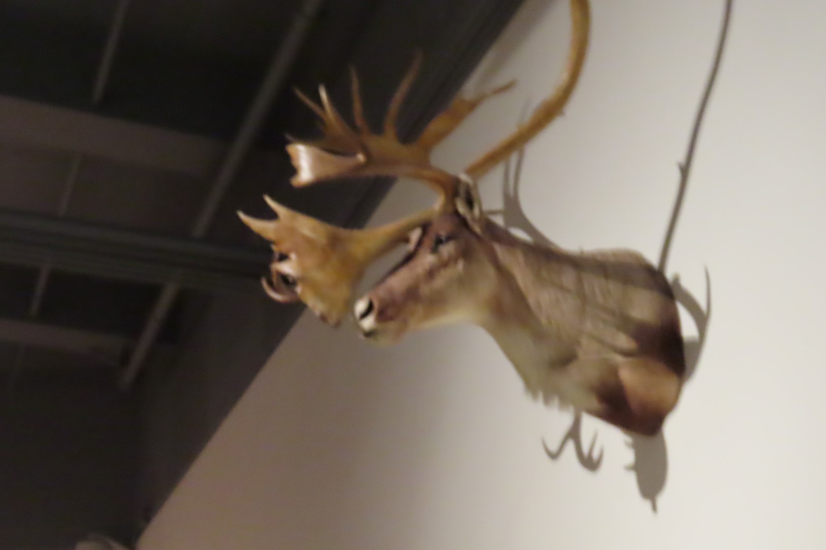 Museum of the North on Campus of University of Alaska Fairbanks, Alaska 44 of 100 (#8479)