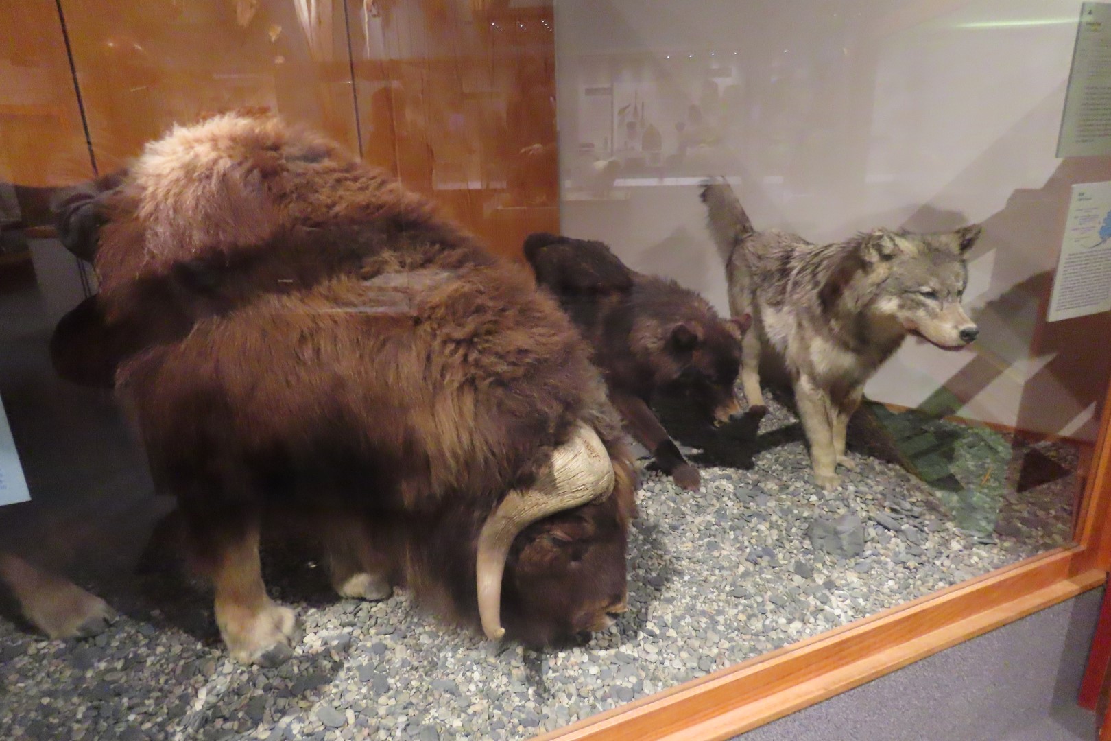 Museum of the North on Campus of University of Alaska Fairbanks, Alaska 45 of 100 (#8480)