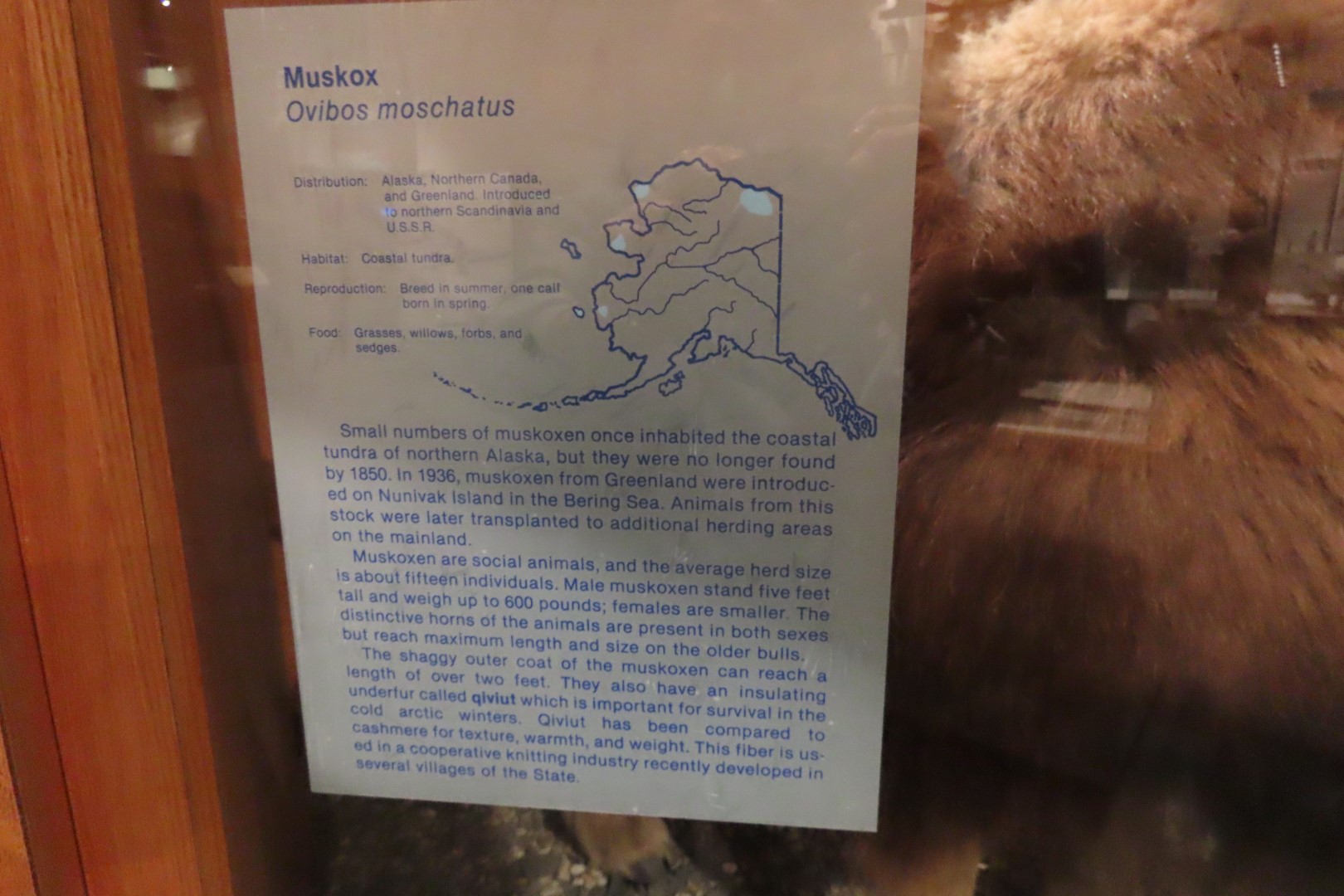 Museum of the North on Campus of University of Alaska Fairbanks, Alaska 46 of 100 (#8481)