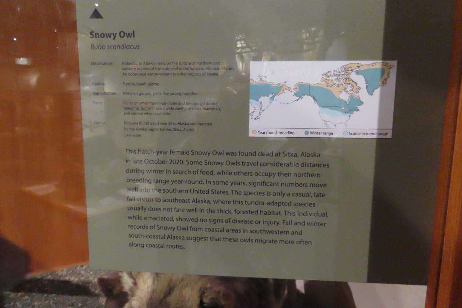 Museum of the North on Campus of University of Alaska Fairbanks, Alaska 47 of 100 (#8482)