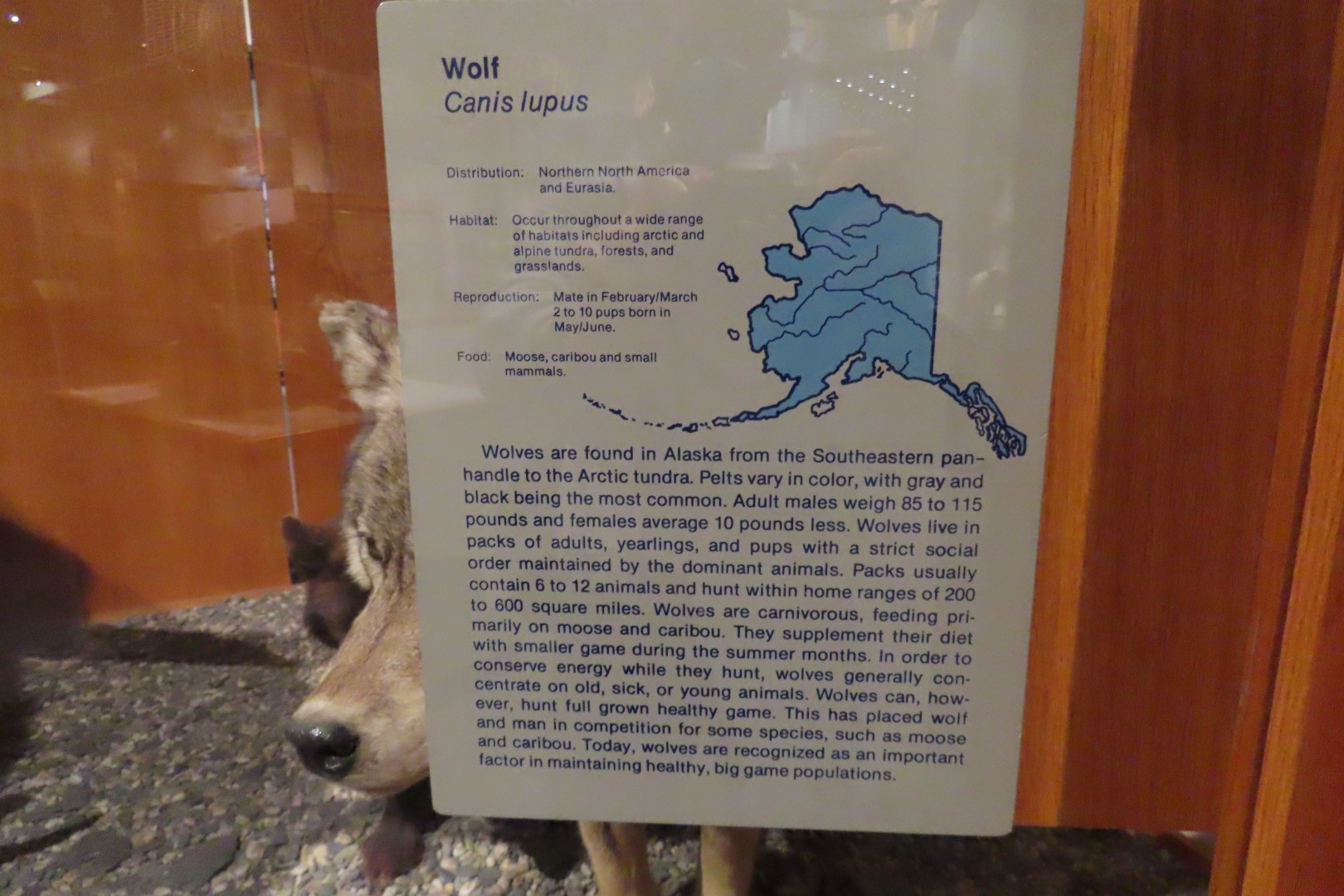 Museum of the North on Campus of University of Alaska Fairbanks, Alaska 48 of 100 (#8483)