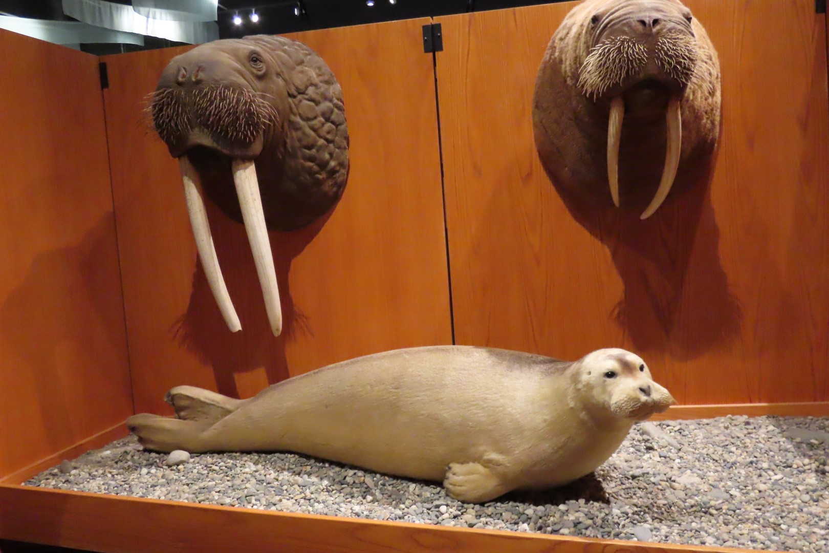 Museum of the North on Campus of University of Alaska Fairbanks, Alaska 55 of 100 (#8491)