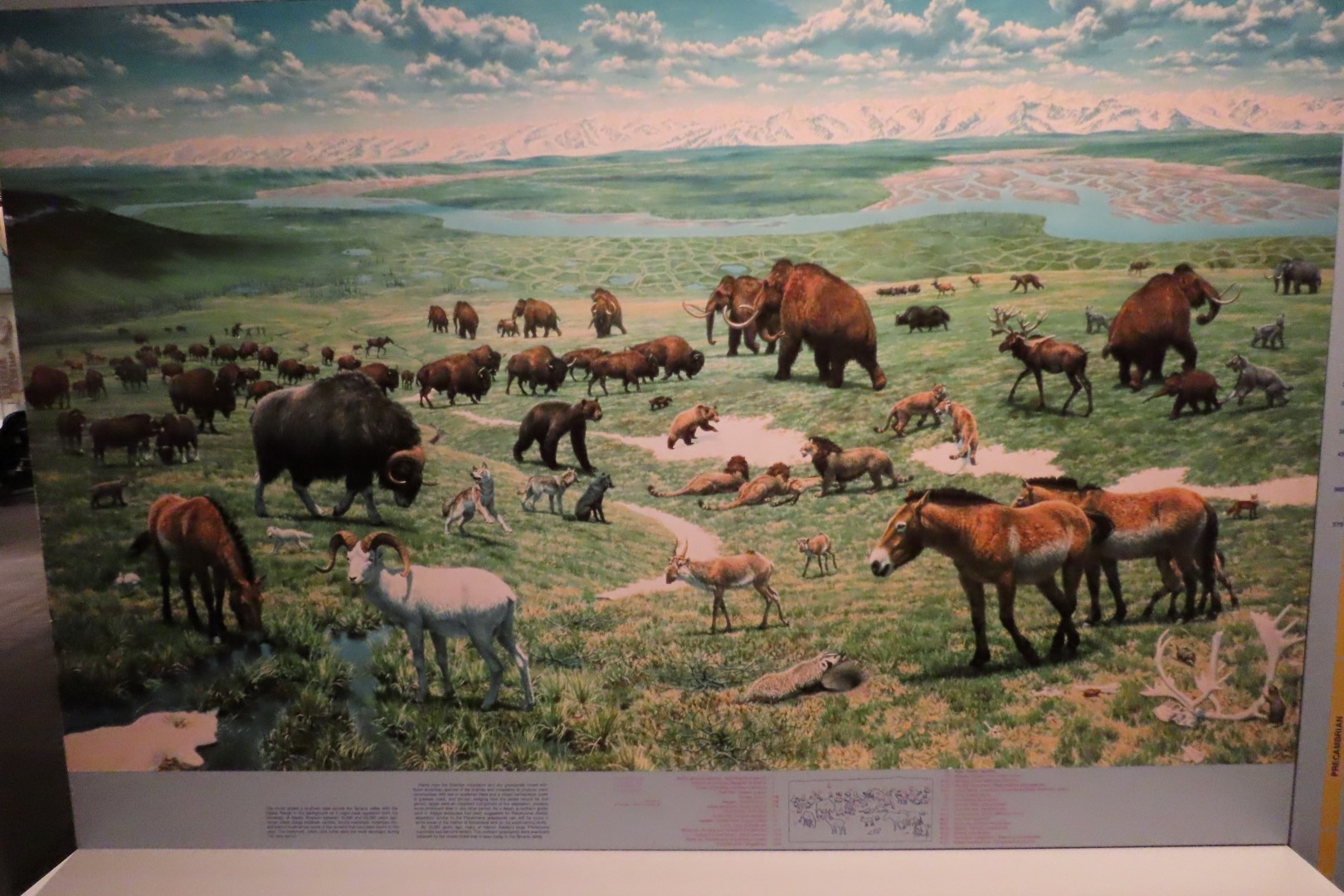 Museum of the North on Campus of University of Alaska Fairbanks, Alaska 59 of 100 (#8495)